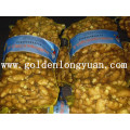 Gingembre frais fourni par Golden Supplier